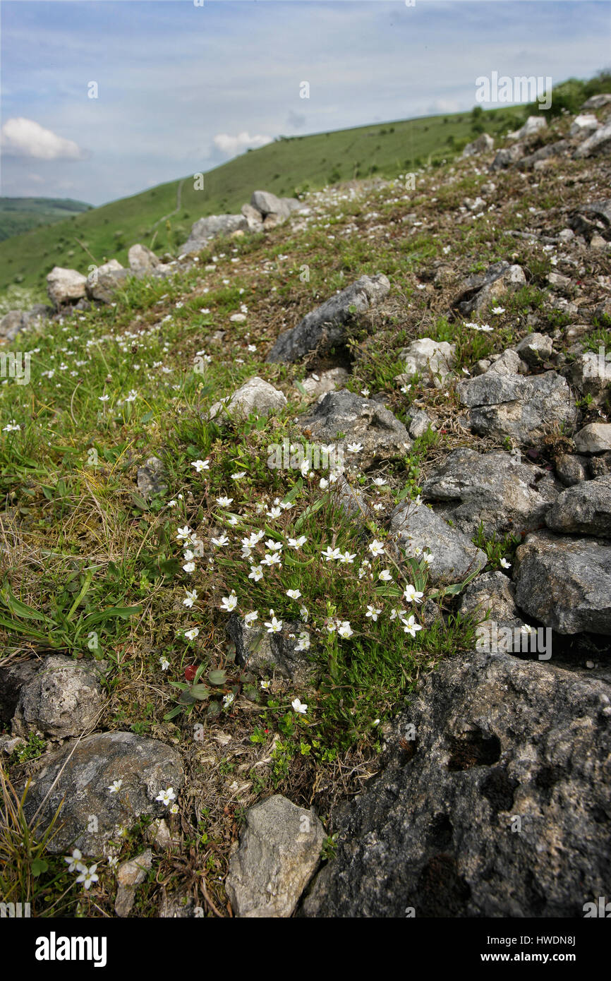 Sabline printemps ou leadwort pousse joyeusement sur le plomb des terrils miniers toxiques pour de nombreuses plantes comme ici à Priestcliffe Membaca in Derbyshire UK Banque D'Images