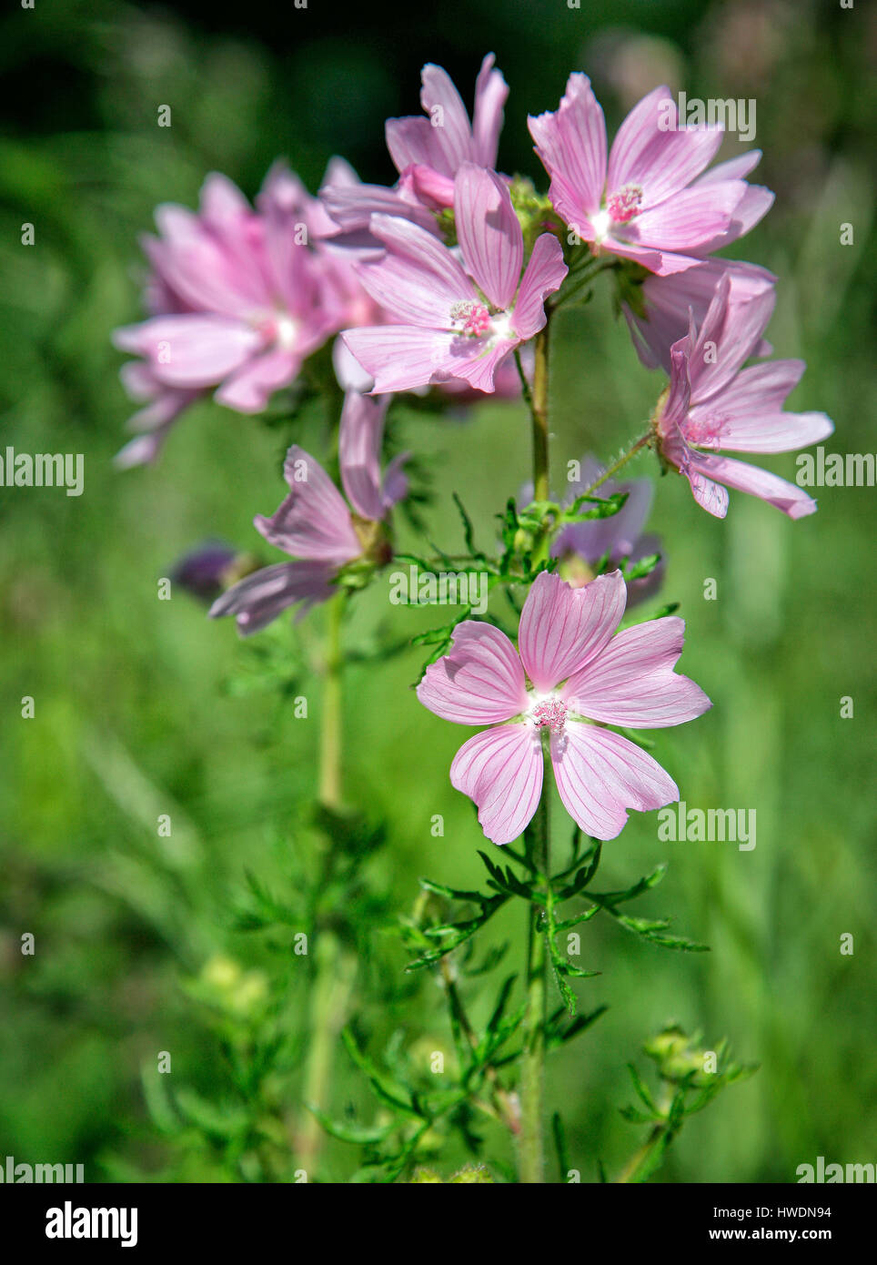 Musk mallow Malva moschata à Leigh Woods près de Bristol UK Banque D'Images