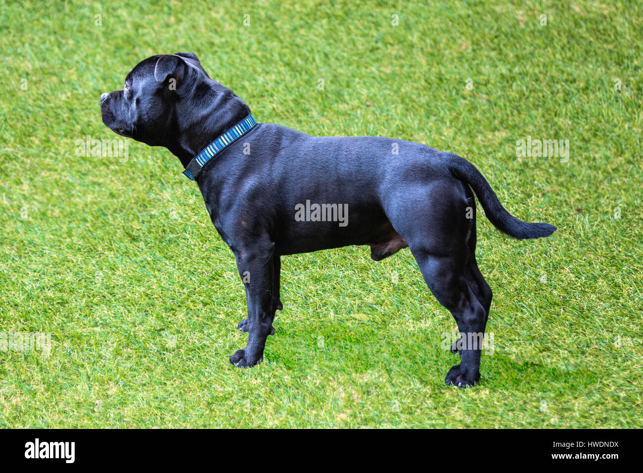 Noir Un Staffordshire Bull Terrier chien de profil sur vert gazon artificiel gazon. Il a un aspect brillant brillant manteau de fourrure et porte un blue str Photo Stock Alamy