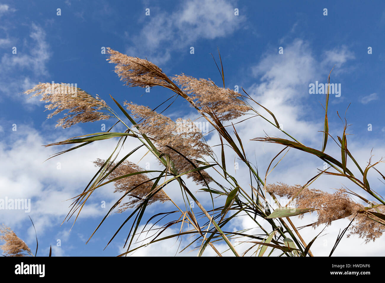 NC00690...CAROLINE DU NORD - roseau commun (Phragmites) dans les marais près de corolle sur d'origine les banques. Banque D'Images