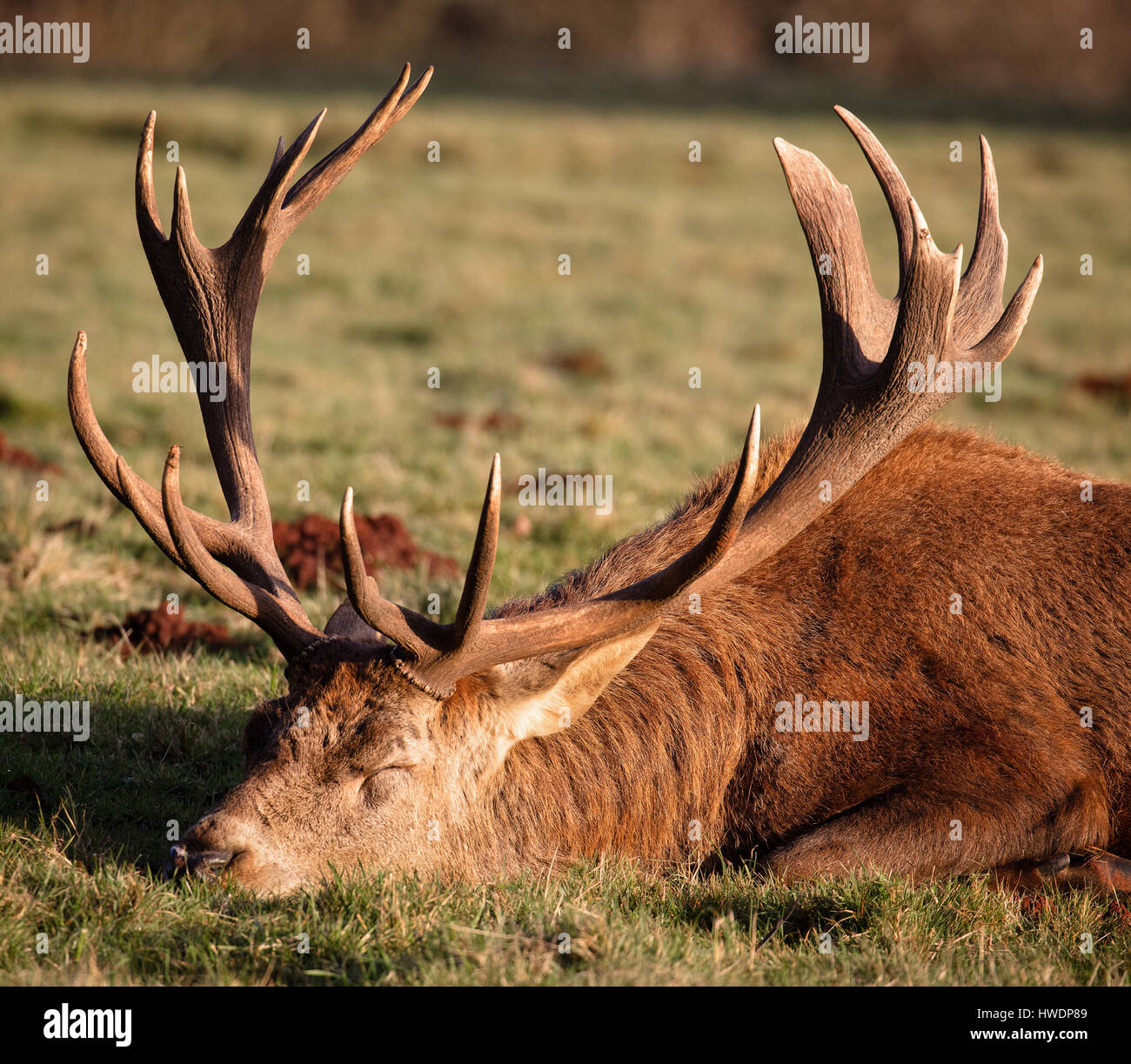 Dix anciens red deer stag pointeur Cervus elaphus en faisant reposer le poids de son panache à la fin de l'automne au soleil Ashton Court Bristol UK Banque D'Images
