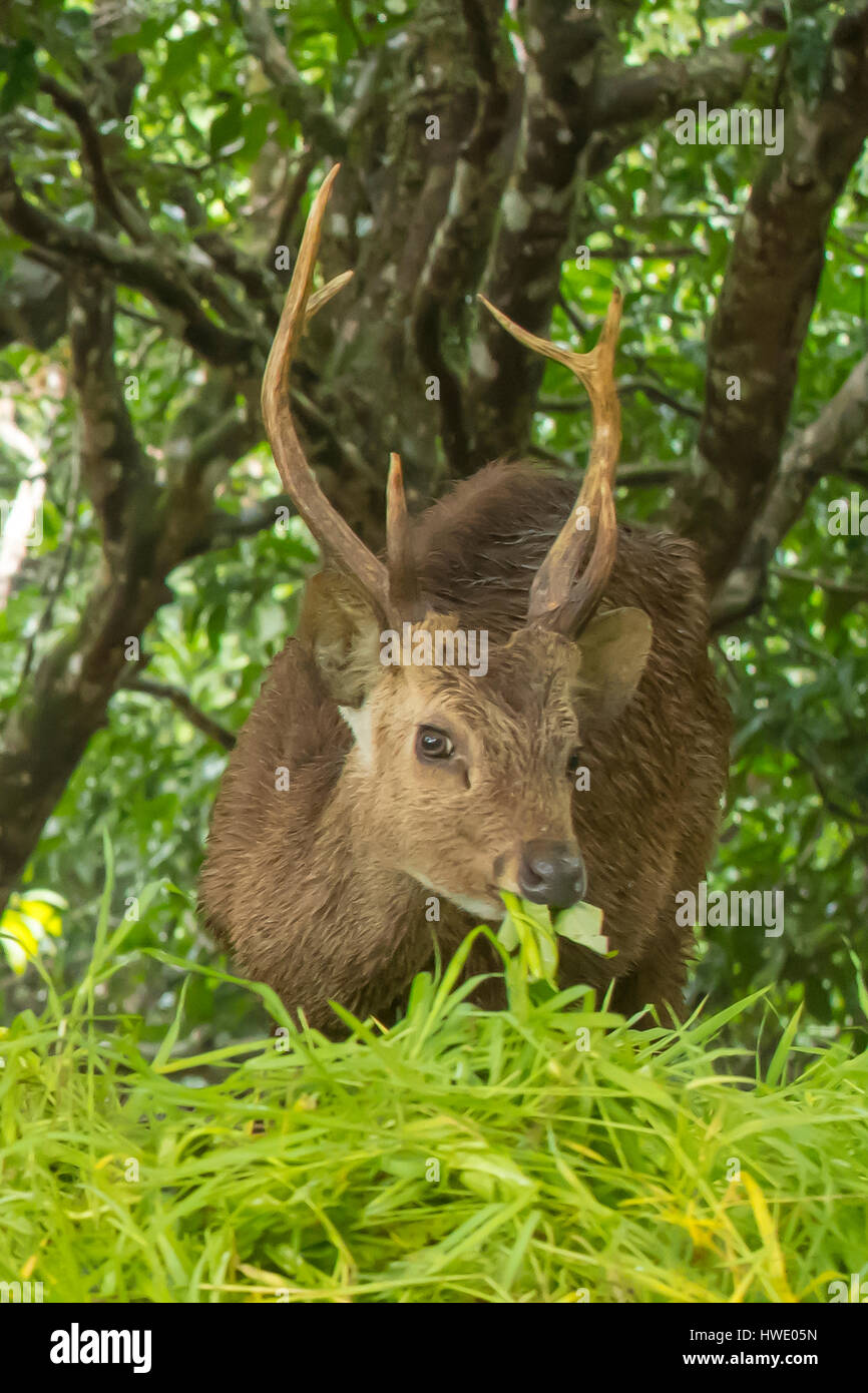 Bawean Deer Hog, Hyelaphus kuhlii sur Pulau Bawean, Indonésie Banque D'Images