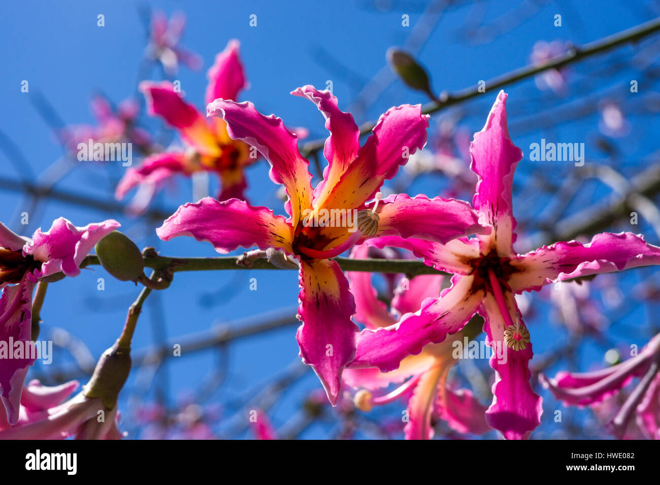 Fleurs d'un arbre de soie (Ceiba speciosa) Banque D'Images