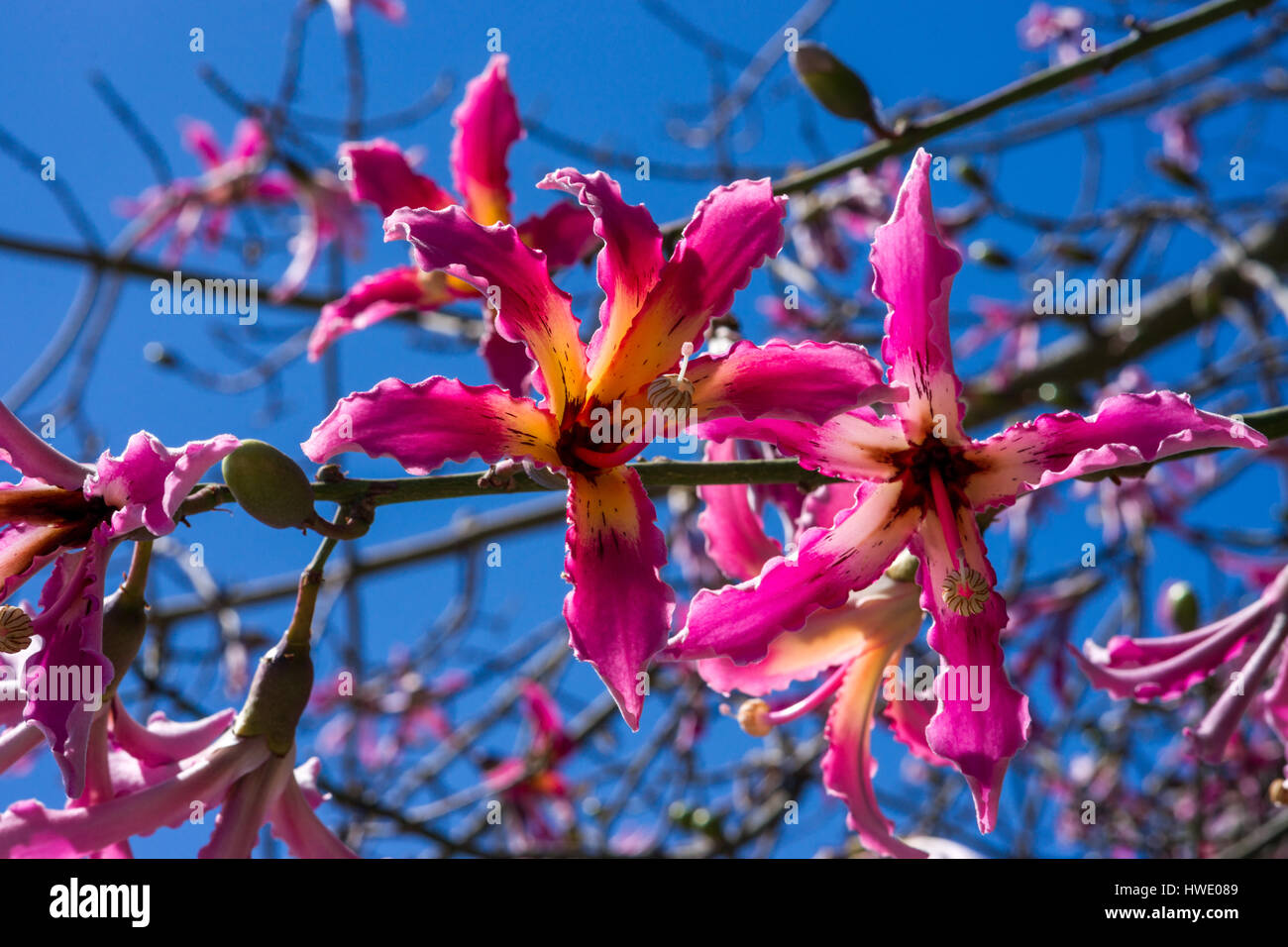 Fleurs d'un arbre de soie (Ceiba speciosa) Banque D'Images