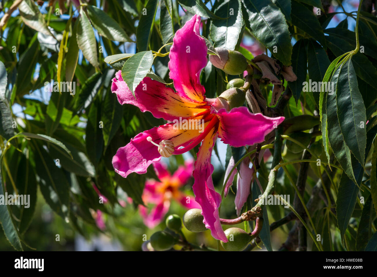 Fleurs d'un arbre de soie (Ceiba speciosa) Banque D'Images