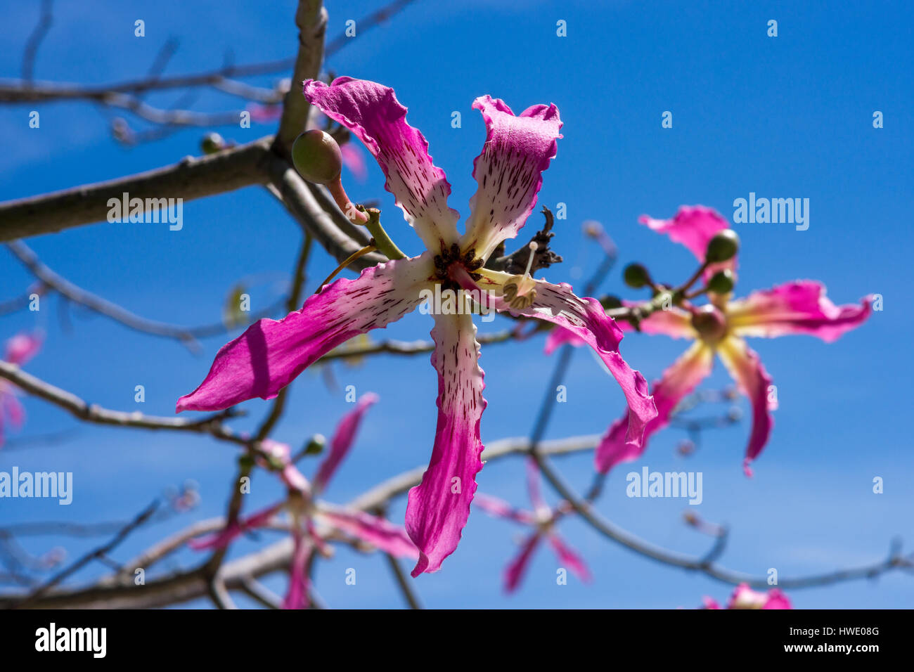 Fleurs d'un arbre de soie (Ceiba speciosa) Banque D'Images