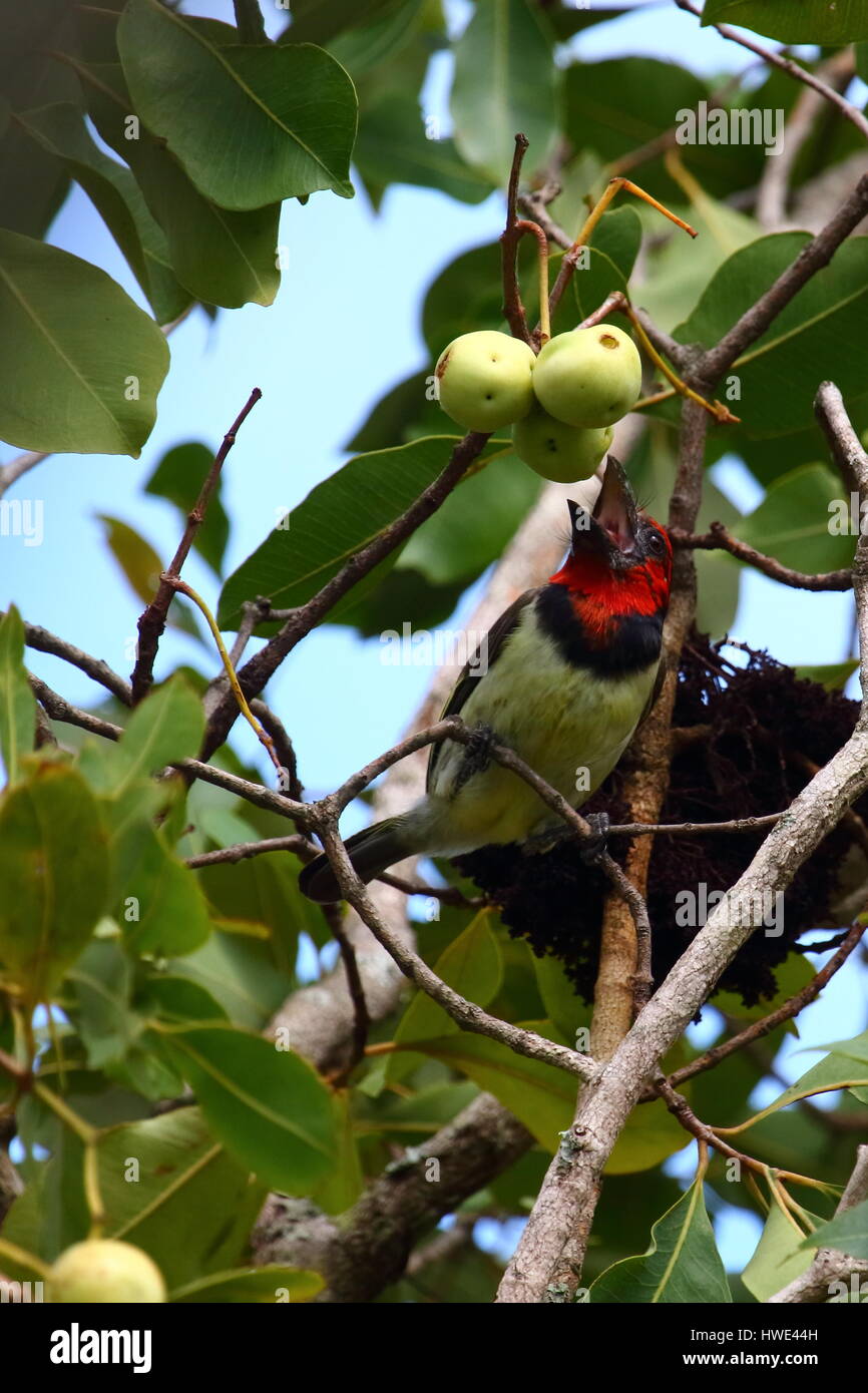 Lybius torquatus, un très beau barbet de l'Afrique australe et centrale, de l'alimentation sur waterberry Syzigium (sp) fruits Banque D'Images