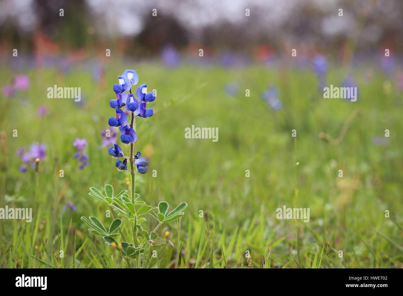 Seul le Texas Bluebonnet dans un champ de fleurs sauvages Banque D'Images