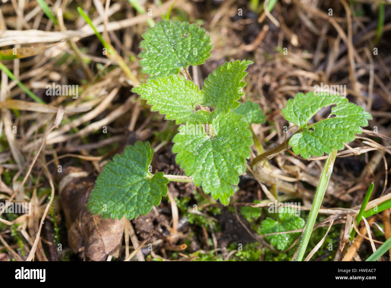 Weiße Taubnessel, Weisse Taubnessel, Blatt, Blätter, Lamium album, ortie blanche, blanc-morts de l'ortie, white deadnettle Banque D'Images