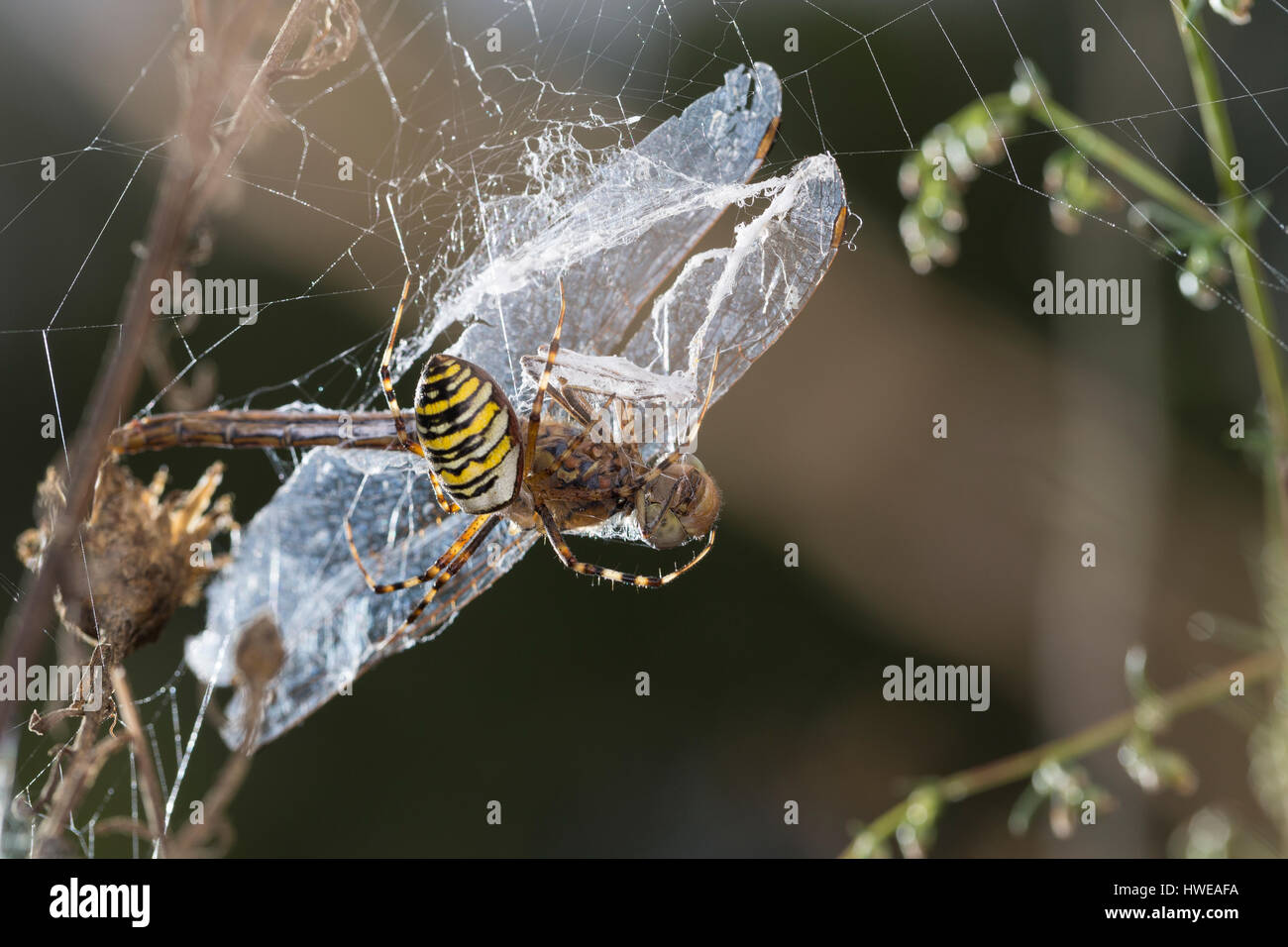 Zebraspinne Wespenspinne Argiope bruennichi,,, Spinne in Ihrem Netz mit einer Libelle als Beute, noir et jaune argiope, noir et jaune-spi jardin Banque D'Images