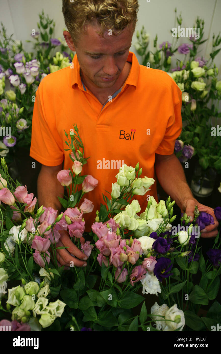 La germination des graines dans des serres Banque D'Images