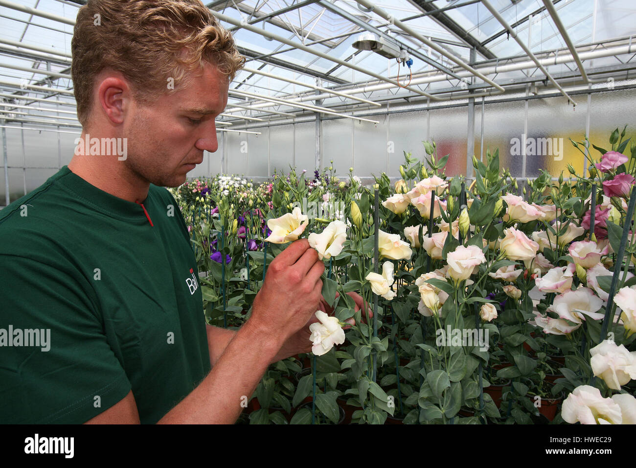 La germination des graines dans des serres Banque D'Images