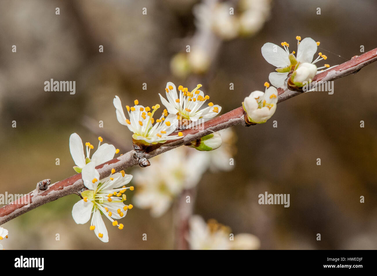 Cherry Blossom tree (Prunus cerasus) dans le domaine Banque D'Images