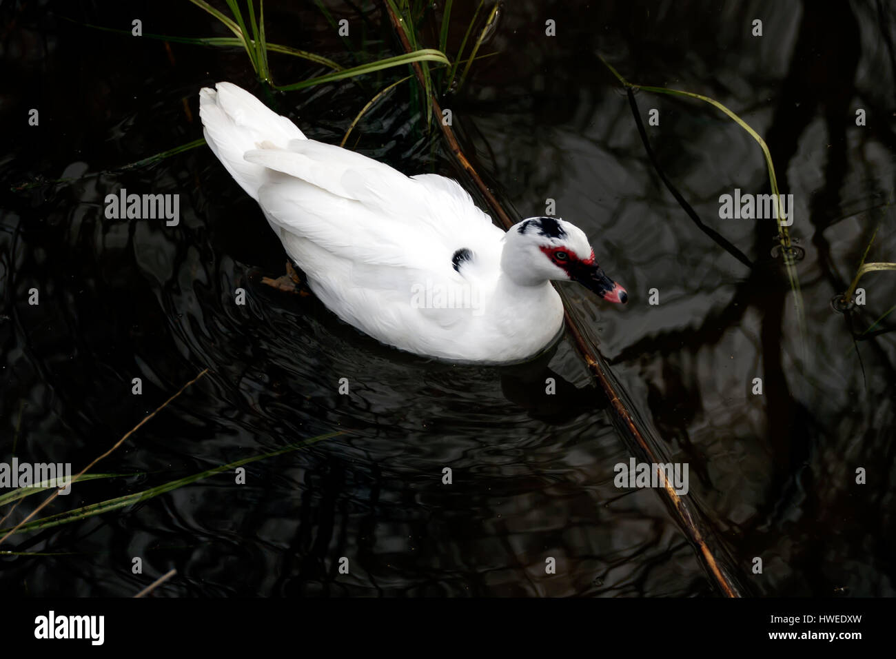 Canard blanc avec bec noir et plumage rouge autour des yeux la natation dans l'eau noire Banque D'Images