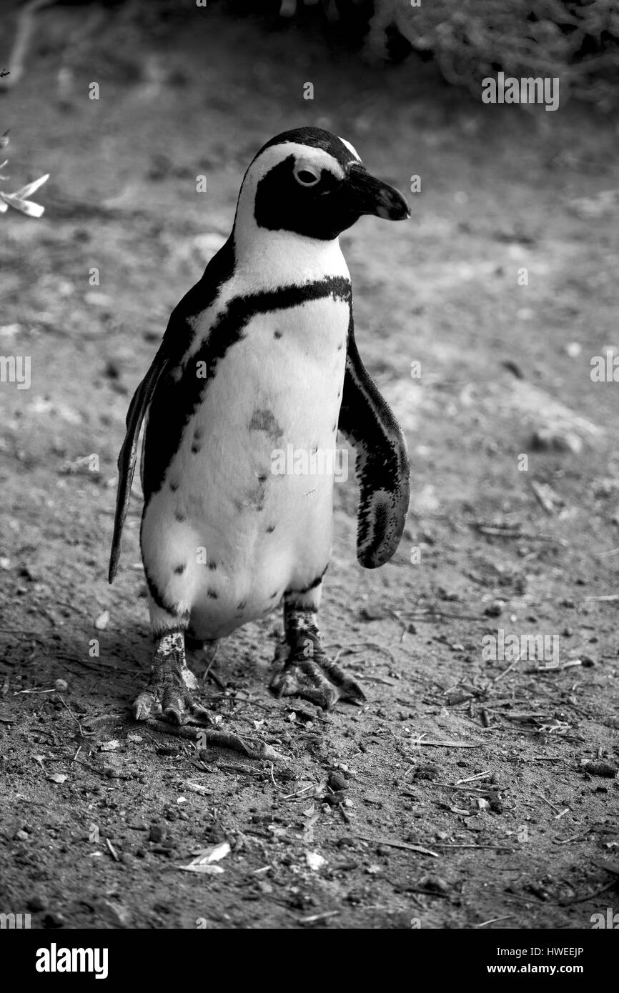 Blur en Afrique du Sud Betty's bay penguin oiseaux réserve naturelle de la faune et des roches Banque D'Images