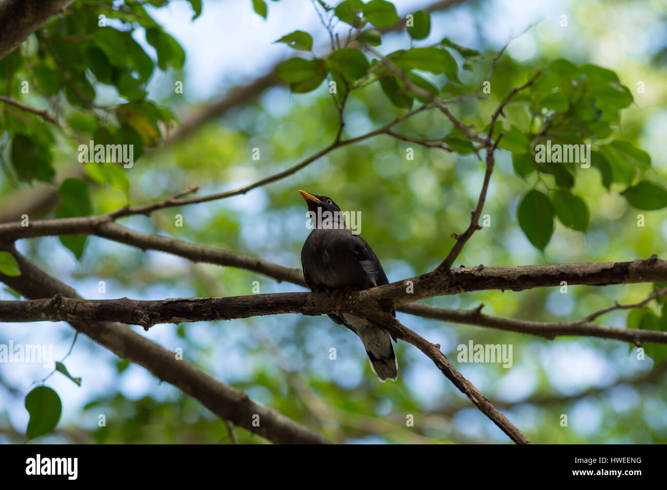 Belle asiatique oiseau noir avec un bec orange perché seul dans l'arbre du parc. Banque D'Images