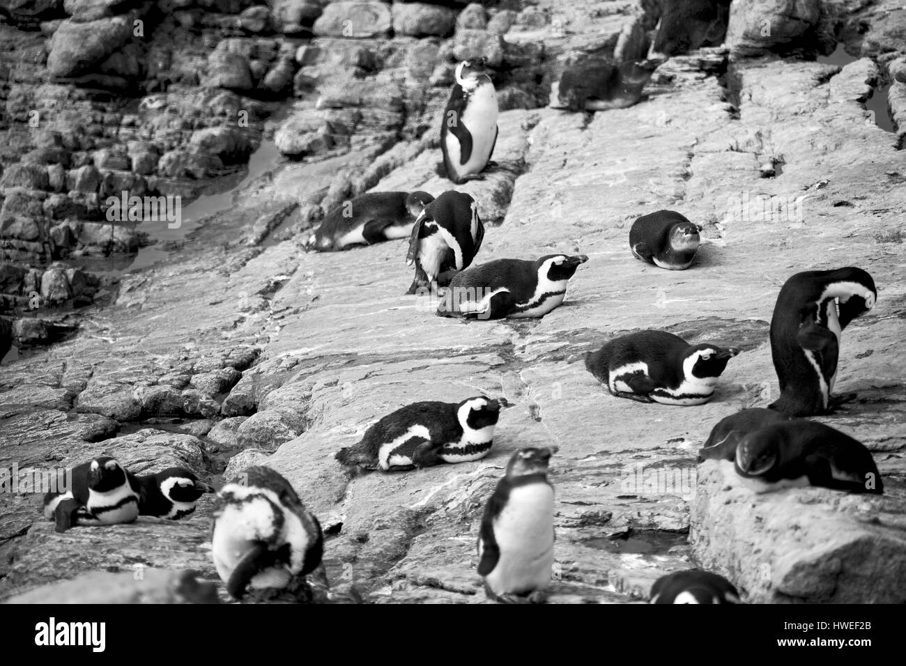 Blur en Afrique du Sud Betty's bay penguin oiseaux réserve naturelle de la faune et des roches Banque D'Images