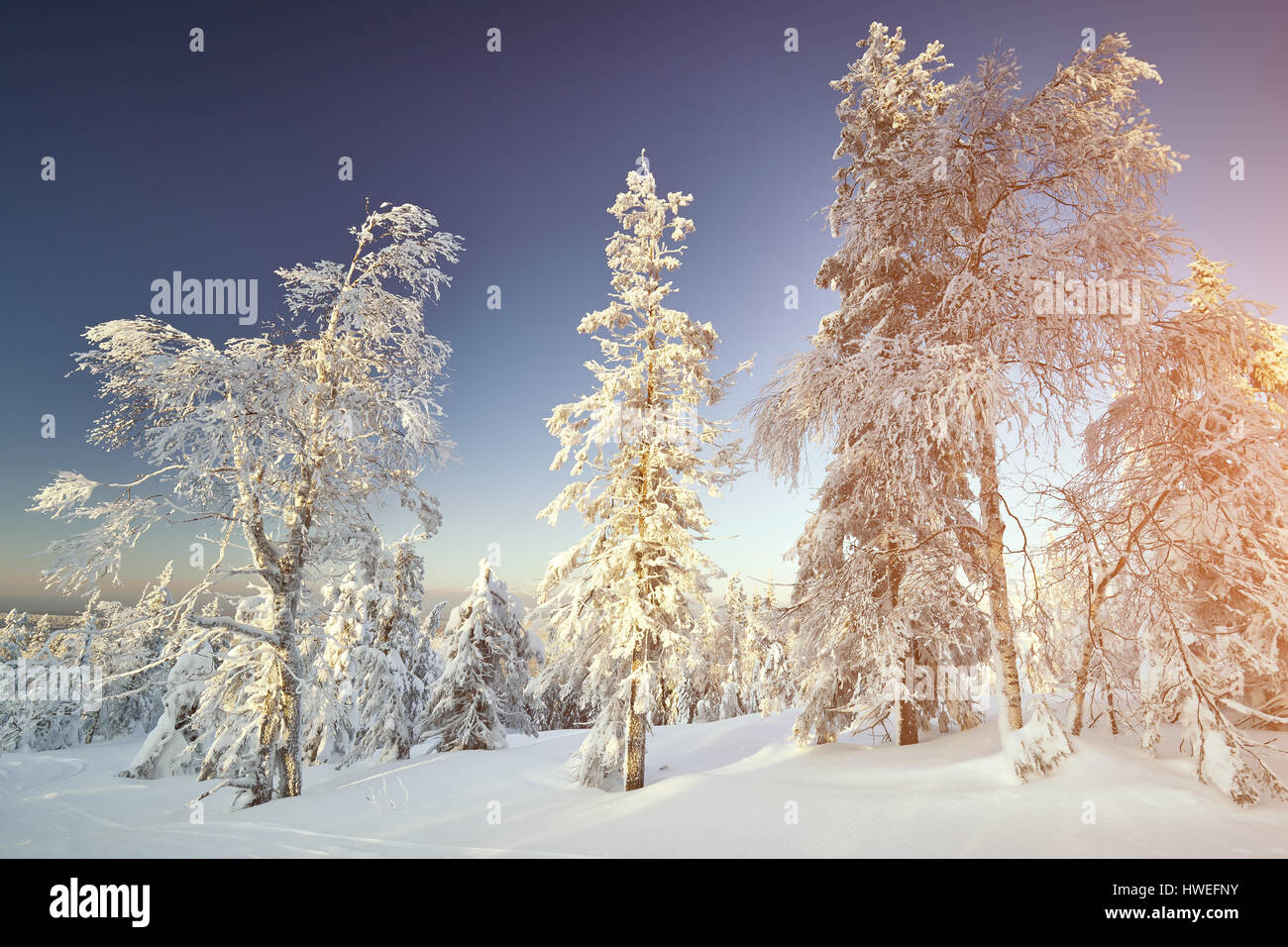 Conte de paysage d'hiver avec des arbres couverts de neige. Paysage d'hiver fantastique. Ciel dramatique. Beauty World. La forêt enneigée Banque D'Images
