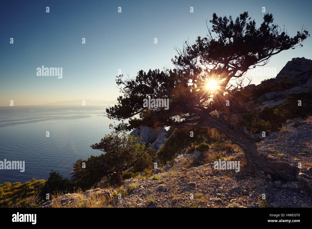 Arbre et la mer au coucher du soleil. Paysage de la Crimée. Nature fond Banque D'Images