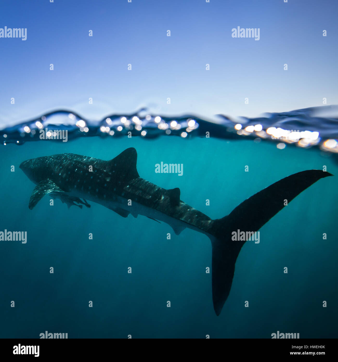 Requin-baleine (Rhincodon typus) Banque D'Images