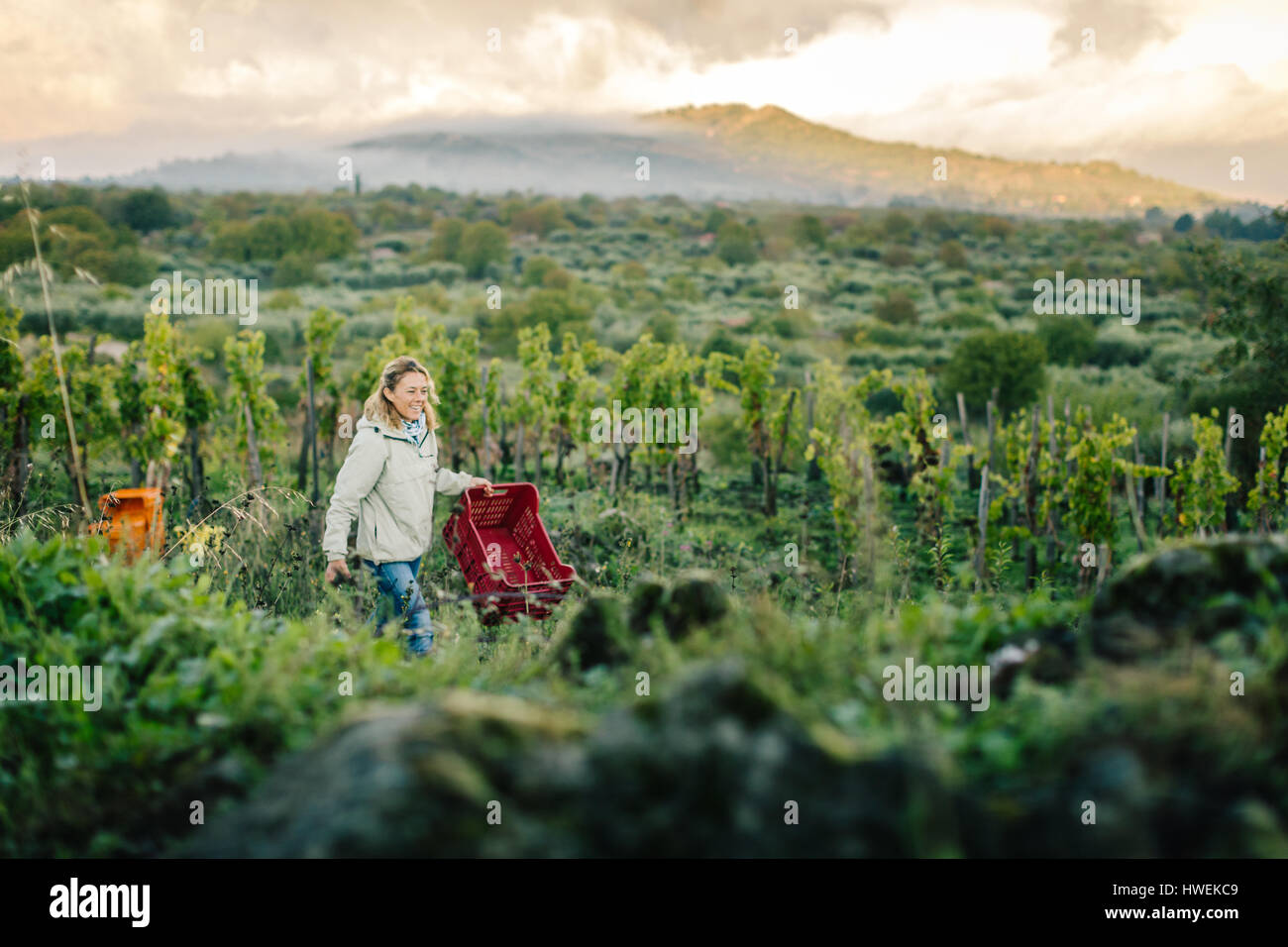 Woman carrying crate in vineyard Banque D'Images