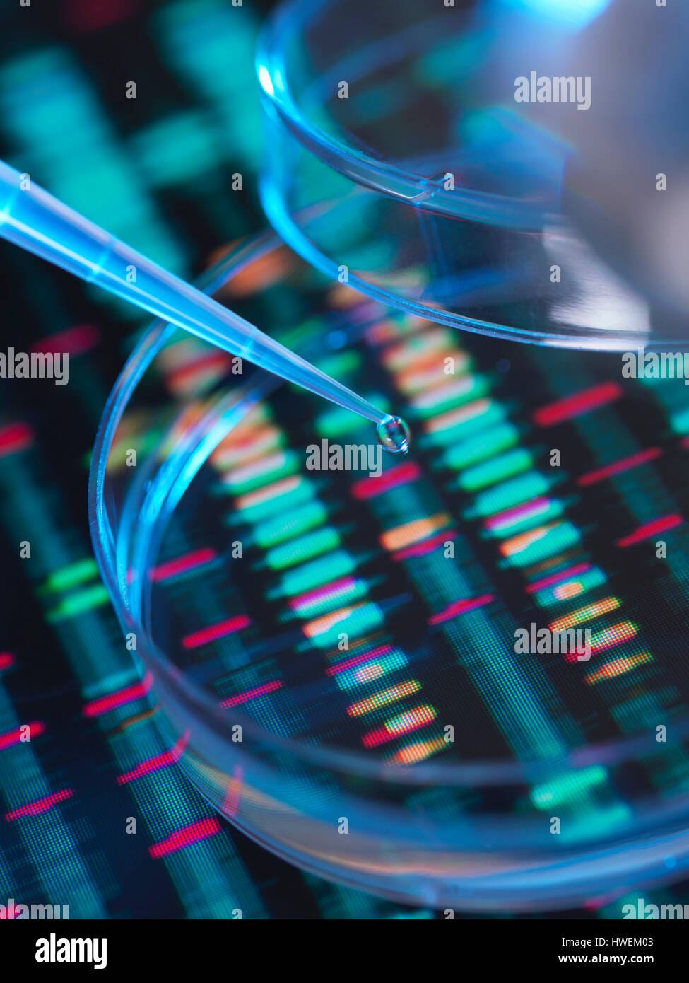 La recherche génétique, un des droits de l'échantillon à la pipette dans une boîte de Petri pour l'analyse génétique assis sur une séquence d'ADN Banque D'Images