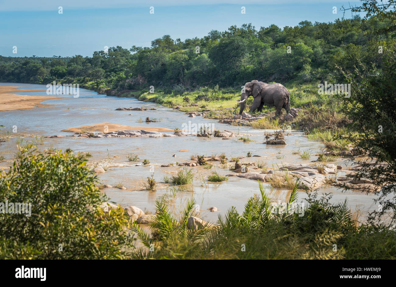 Rivière d'éléphants du parc national Kruger en Afrique du Sud, avec près de la ligne de flottaison de l'éléphant Banque D'Images