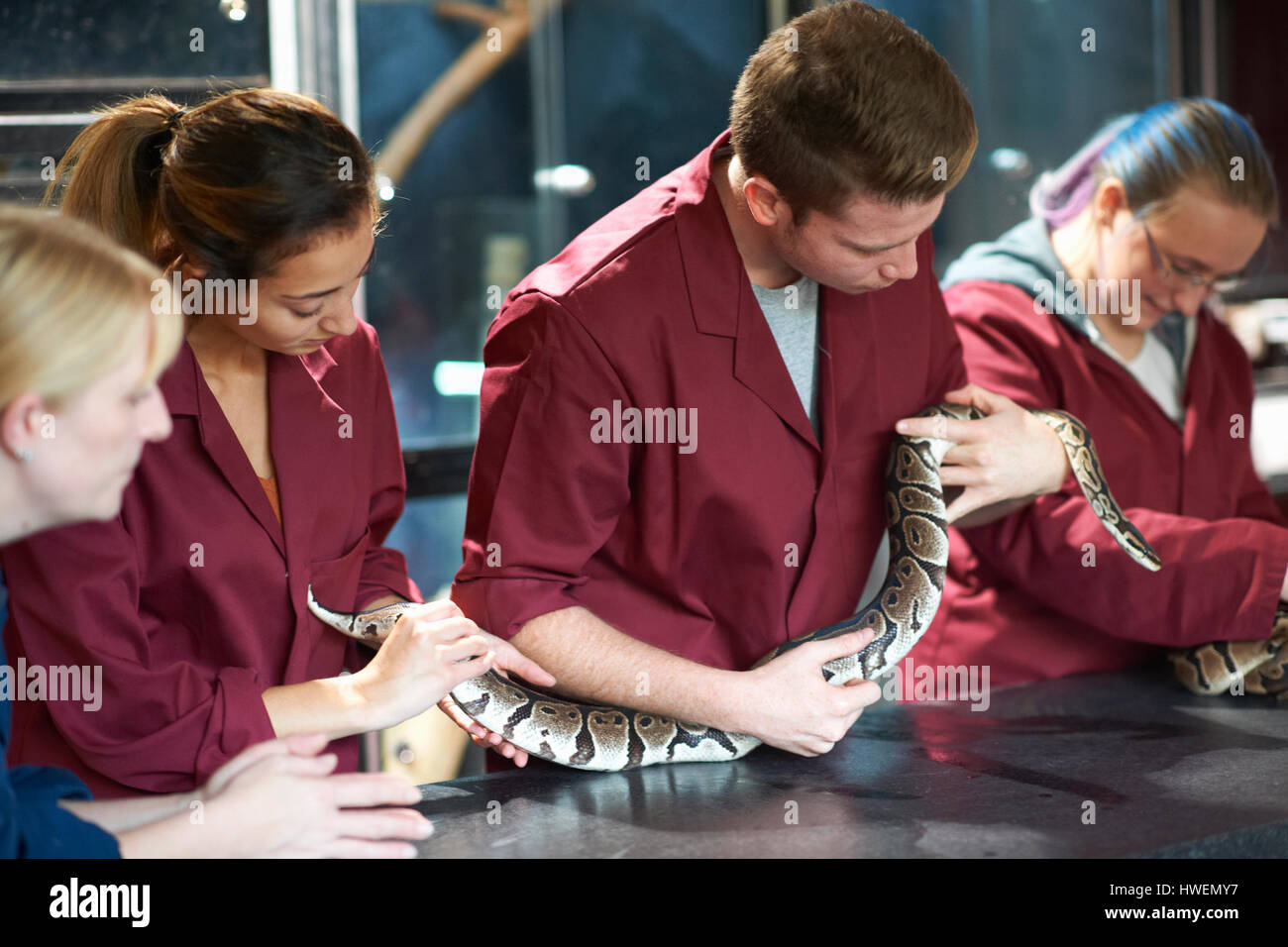 Les étudiants du collège chargé de regarder des billes de manutention pythons in lab Banque D'Images