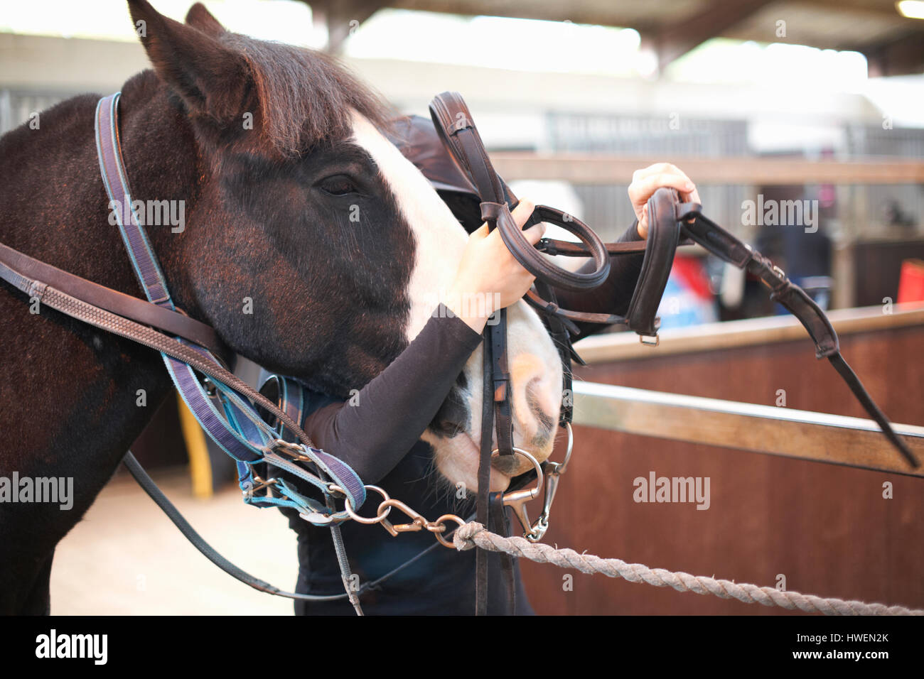 Chevaux Maître d'école à vendre
