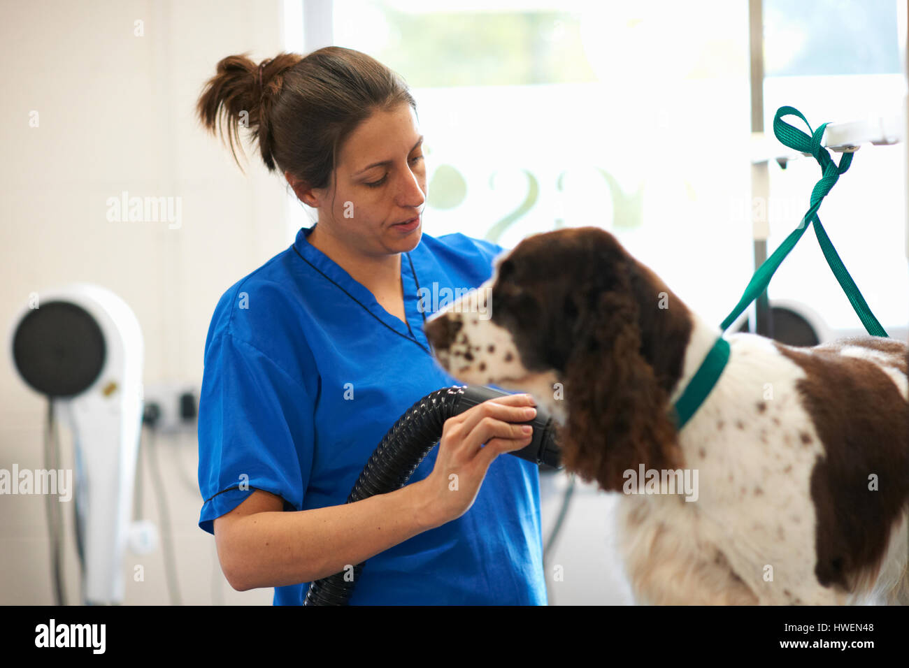 Femme chien pet salon de toilettage Banque D'Images