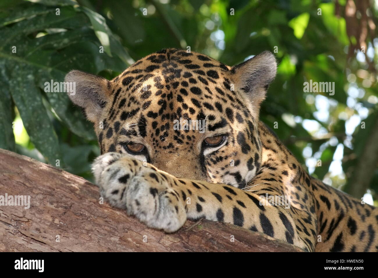 Jaguar Panthera onca Banque D'Images