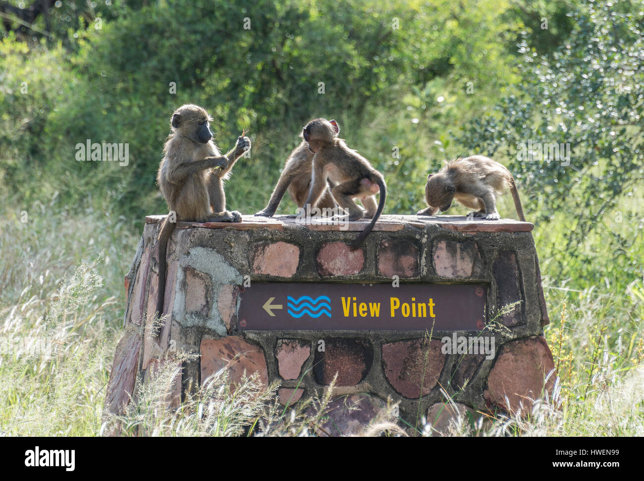Groupe de jeunes singes portant sur le point de vue de la réserve nationale du parc Kruger afrique du sud Banque D'Images