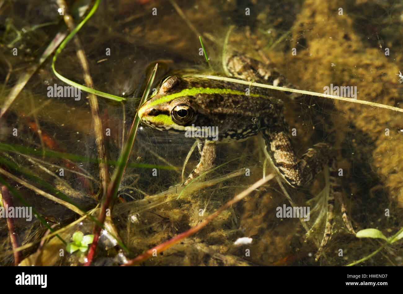 Perez la grenouille, grenouille d'eau ibérique ibérique ou la grenouille verte (Rana perezi) à l'intérieur de l'eau à un petit étang sur les bords du fleuve Guadiana. Alentejo, Portugal. Banque D'Images