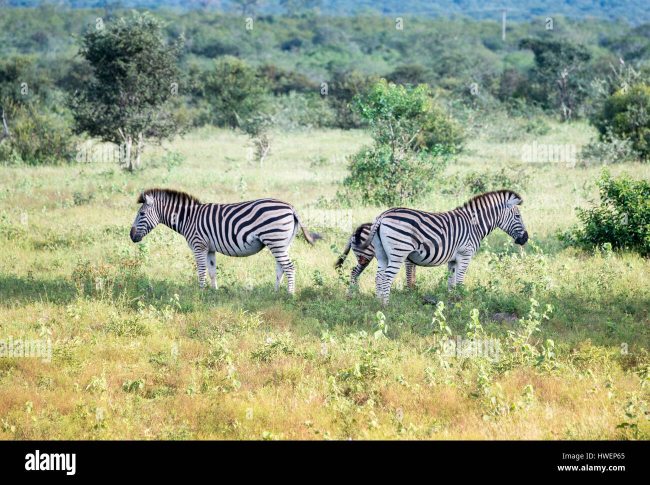 Les animaux sauvages dans le parc national Kruger en Afrique du Sud Banque D'Images