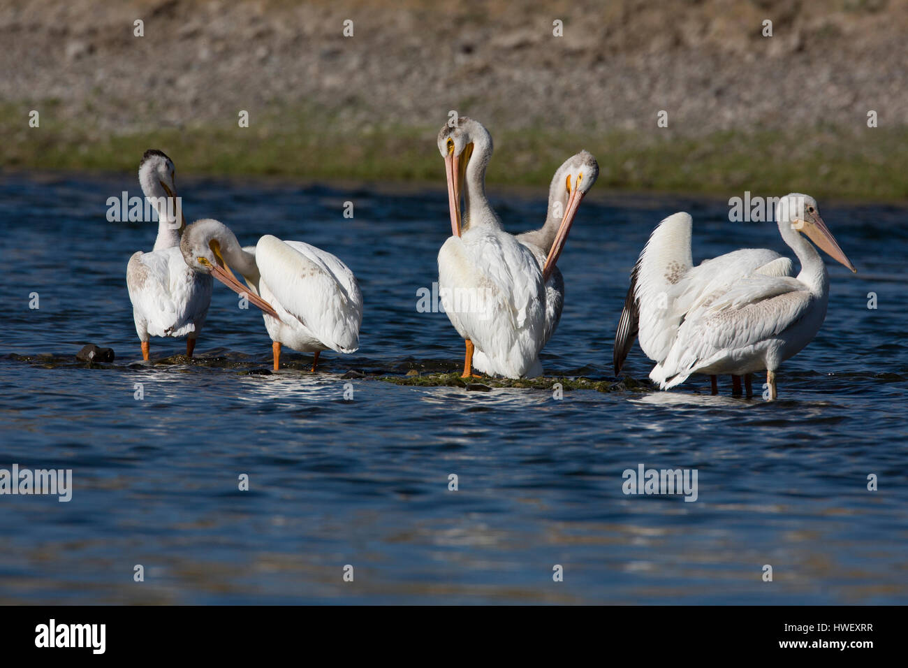 La non-reproduction des pélicans preen alors qu'elle repose sur un banc de gravier de la rivière. Oiseaux d'immenses est un des oiseaux plus gros et le plus lourd Banque D'Images