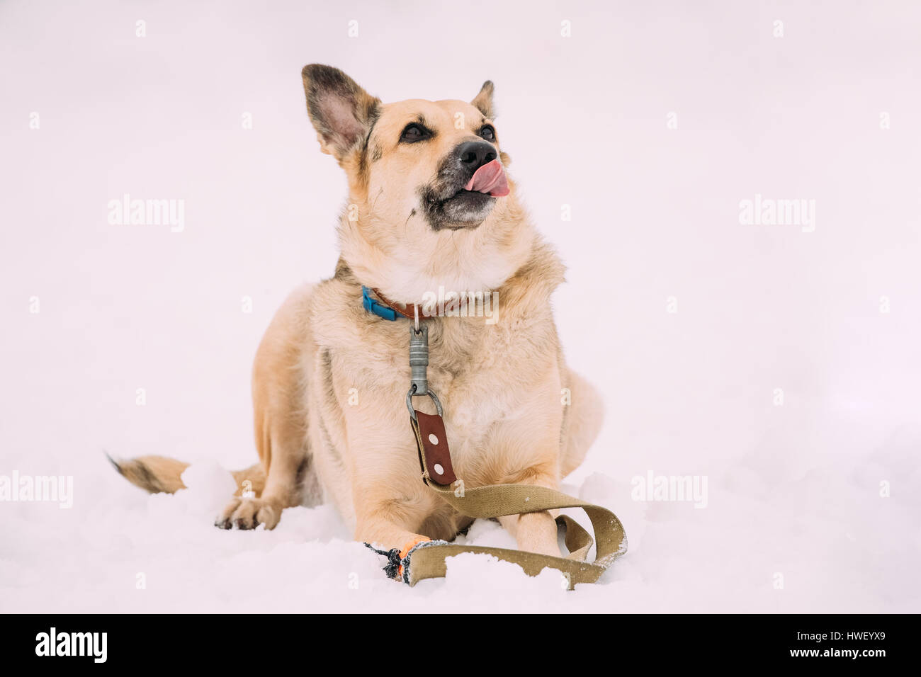 Mixed Breed Dog marron de taille moyenne à s'asseoir à l'extérieur de la formation de la neige en hiver Banque D'Images
