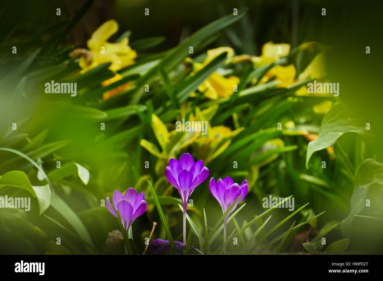 Les crocus mauve en fleur poussant dans un jardin de Londres Banque D'Images