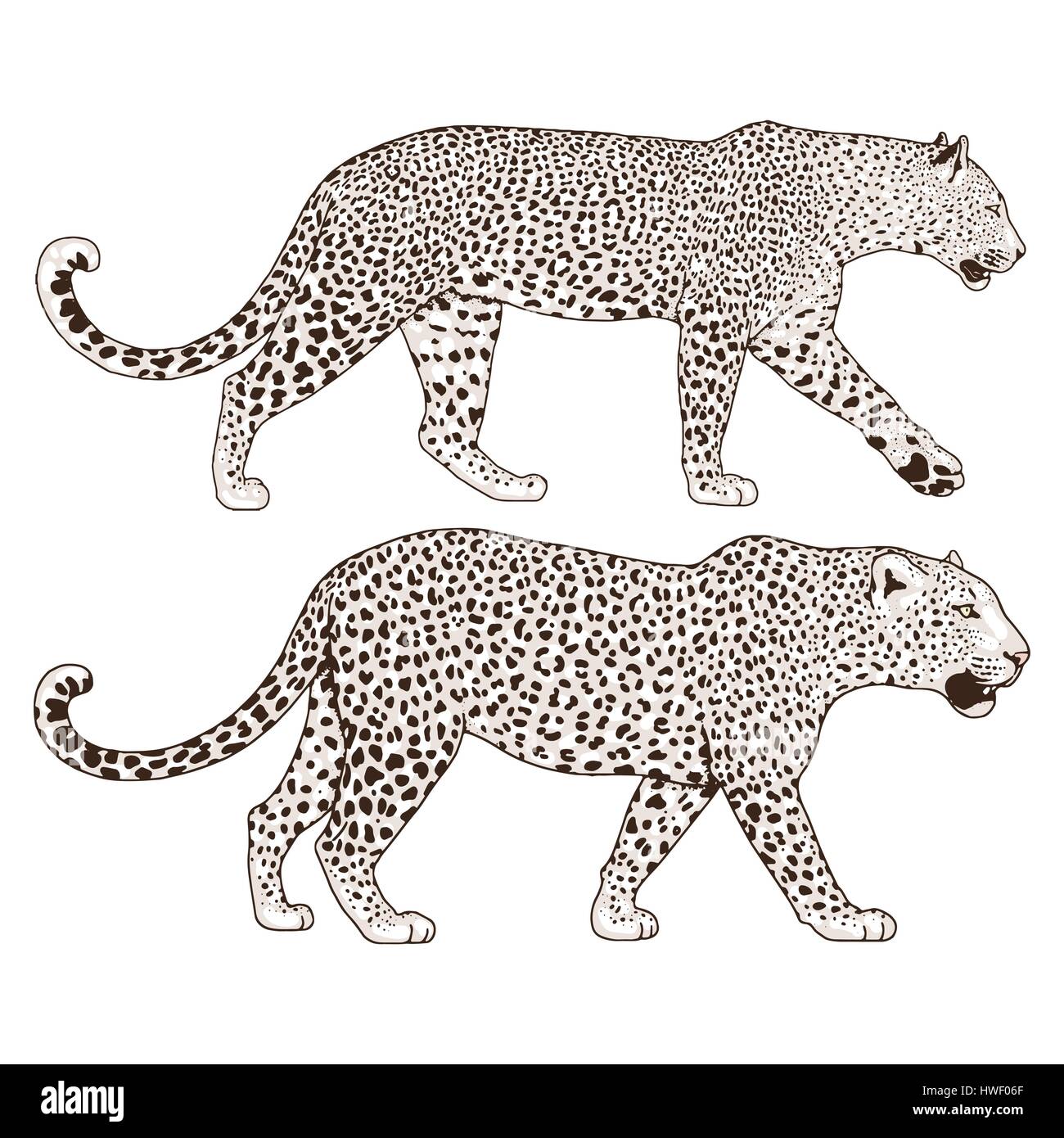 Leopard tattoo face ,Vector illustration, d'impression Illustration de Vecteur