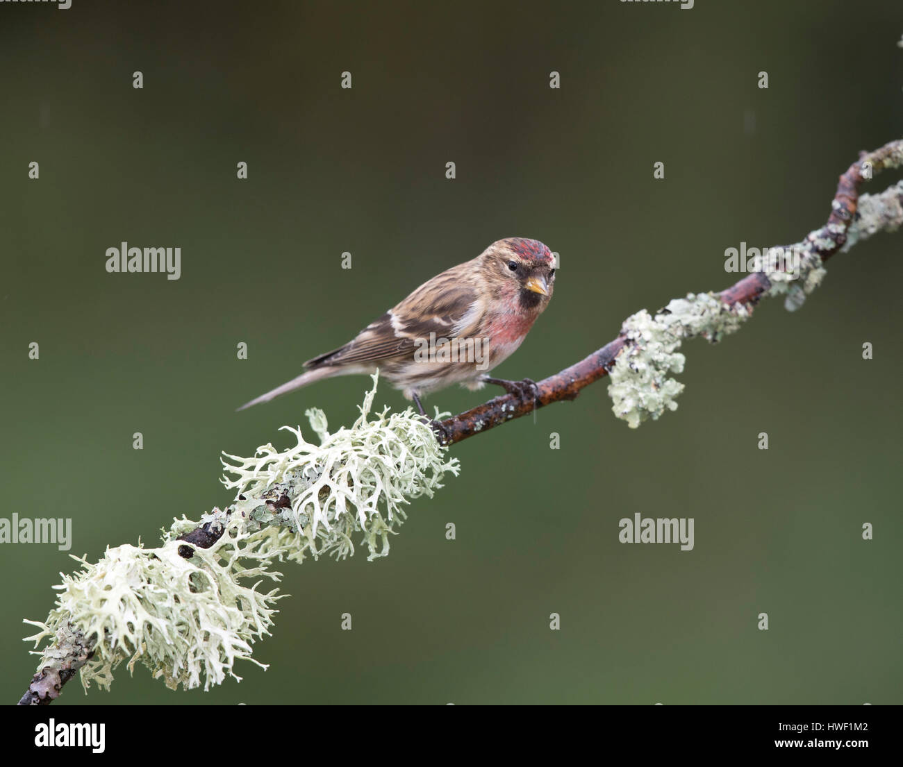 Sizerin blanchâtre sur une branche avec lichen foliacé commun en hiver 2017, le Shropshire frontière avec le pays de Galles, Royaume-Uni Banque D'Images