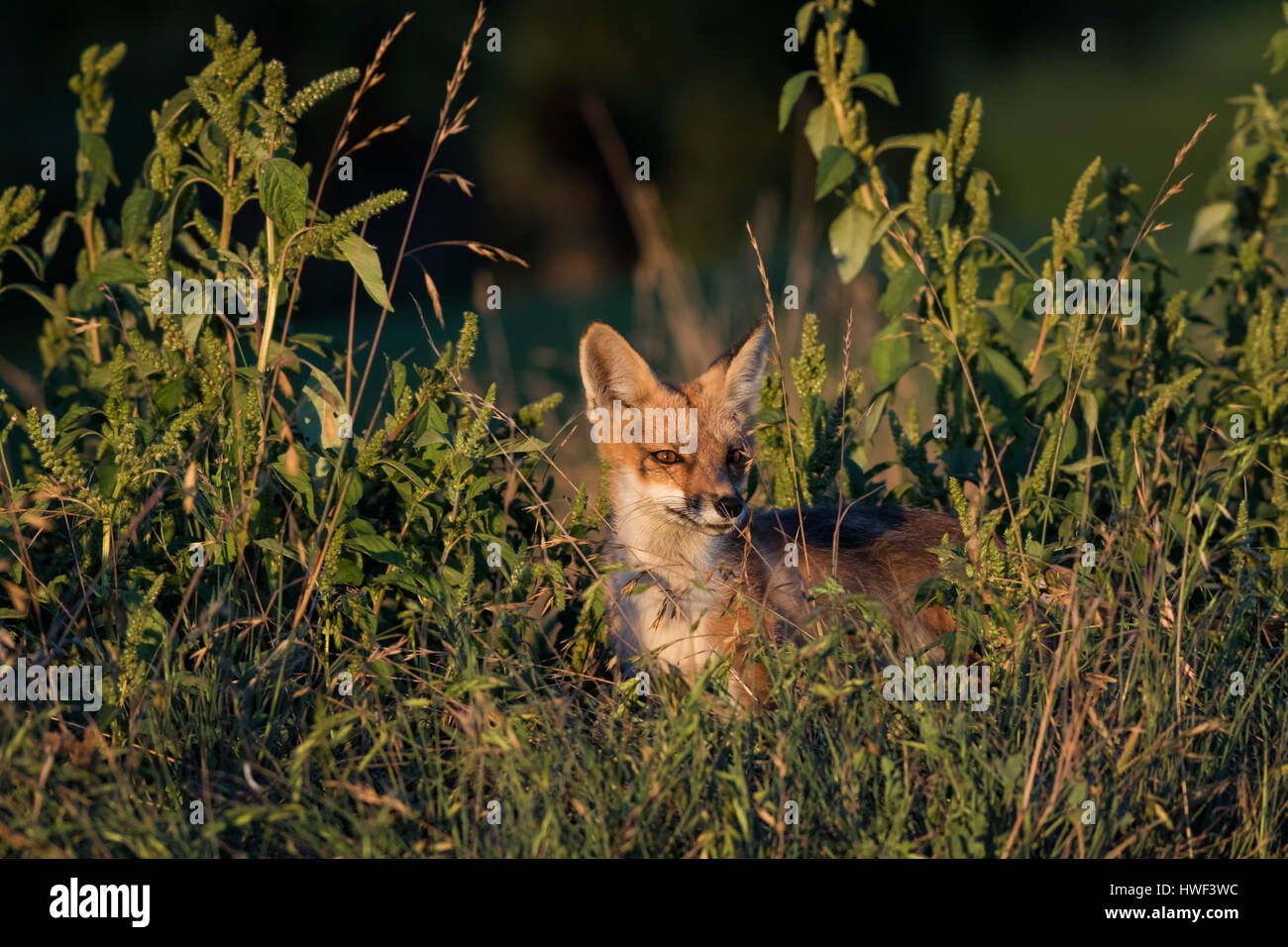 Un de ses pairs red fox creek accueil dans un golf urbain, illustrant les défis auxquels doivent s'adapter à la faune urbaine afin de survivre. Banque D'Images