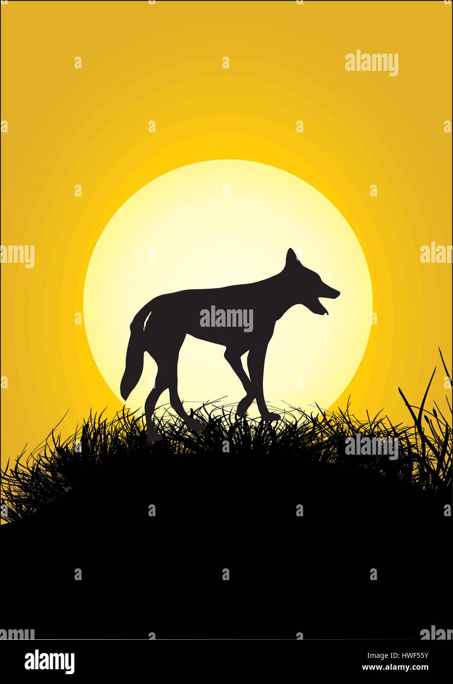 Un dingo sur une colline herbeuse dans le coucher du soleil Illustration de Vecteur