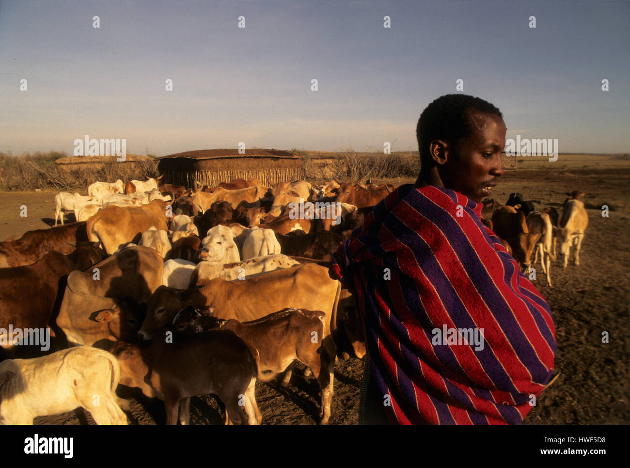 Guerrier Masai avec son bétail avec manyatta masaï en arrière-plan, Masai Mara, Kenya Banque D'Images
