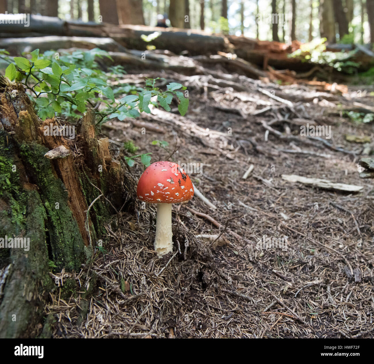 Amanita muscaria mashroom dans forest Fly Fly Agaric ou Amanita Banque D'Images