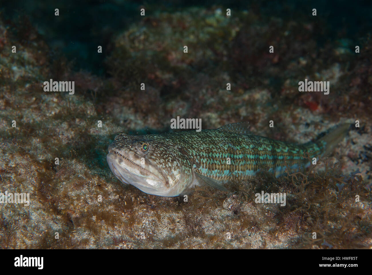 Lizardfish, Synodus synodus, Synodontidae, Tenerife, Îles de Canaries, Espagne, l'Océan Atlantique Banque D'Images