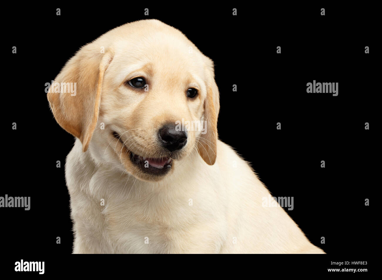 Chiot Golden Retriever Du Labrador Isole Sur Fond Noir Photo Stock Alamy