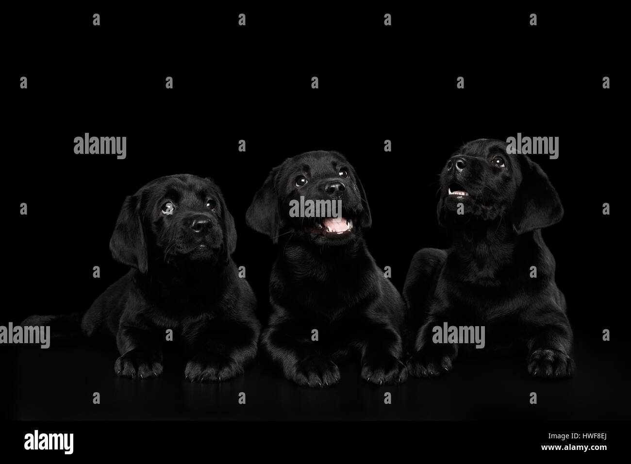 Labrador Retriever puppies isolé sur fond noir Banque D'Images