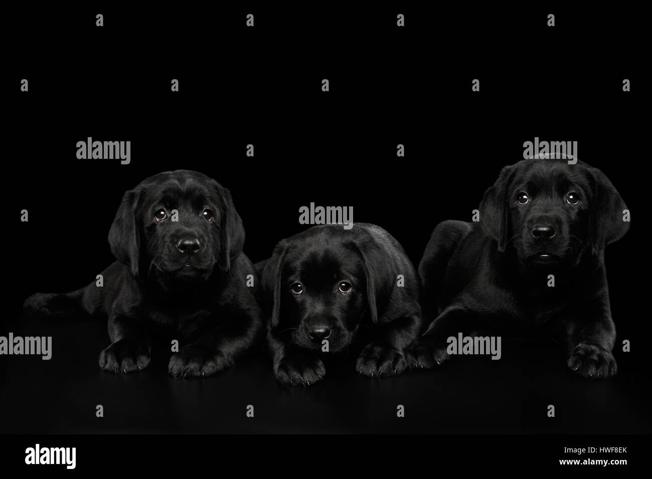 Labrador Retriever puppies isolé sur fond noir Banque D'Images