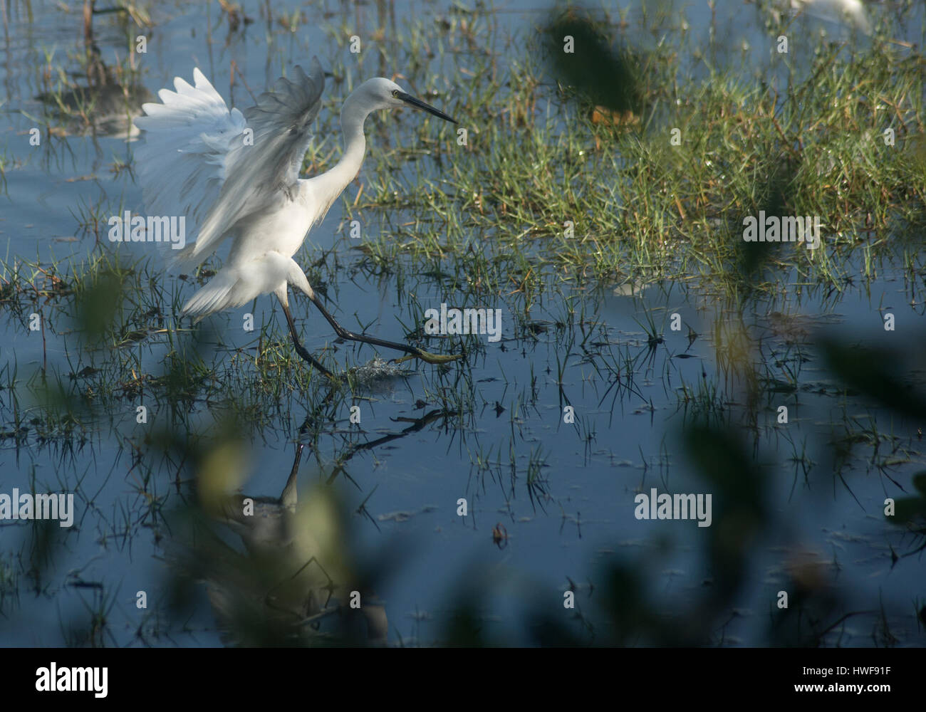 Un petit oiseau Heron Landing dans l'eau Banque D'Images