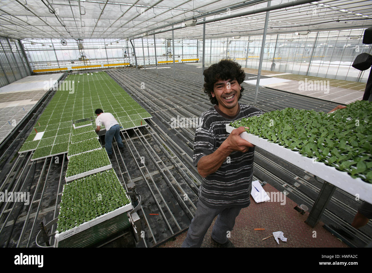 La germination des graines dans des serres Banque D'Images