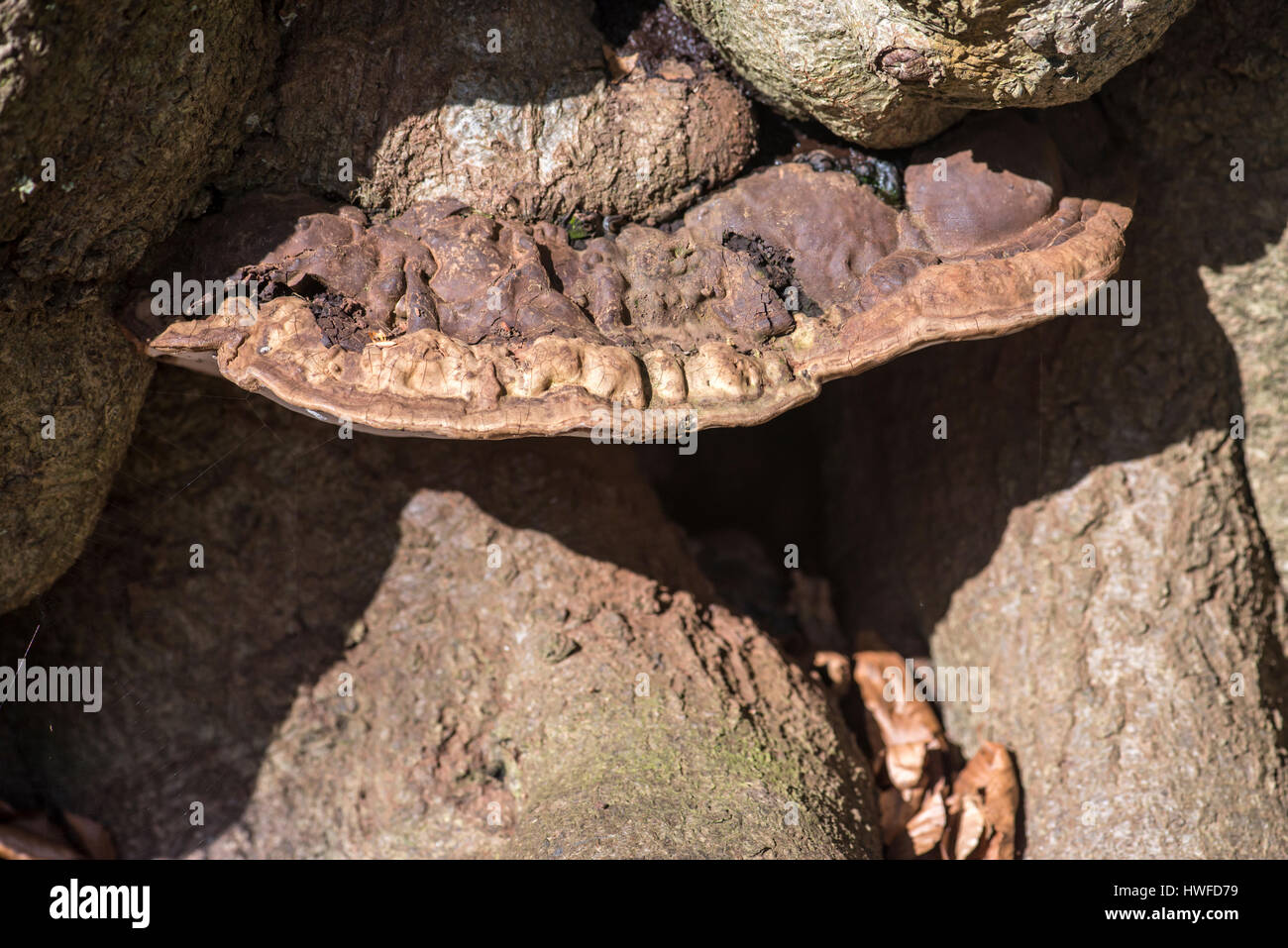 Le sud du champignon (Ganoderma australe), à un site typique en bois de hêtre. Banque D'Images